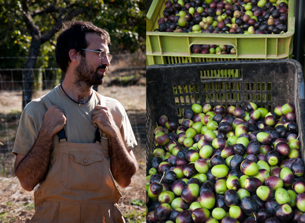 Finca Buen Vino_ Raf_Olives