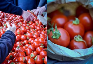 cBuying Dry Farmed Tomatoes