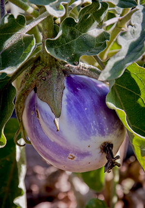 Eggplant in Field